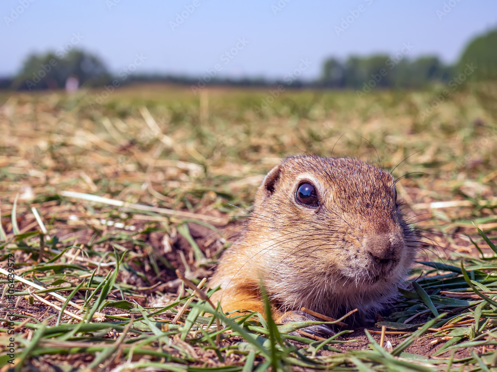 草坪上的Gopher正在从洞里偷看。特写