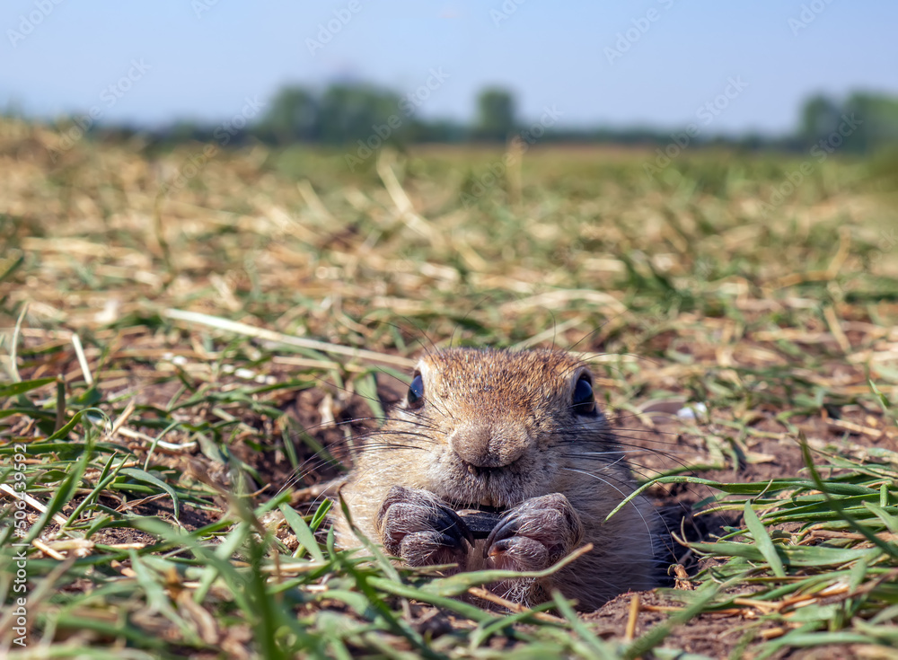 草坪上的Gopher正在从洞里偷看。特写