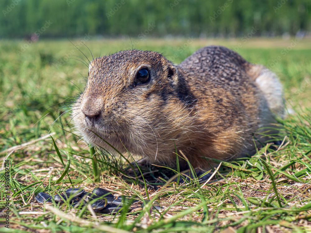 Gopher on the lawn is eating sunflower seeds. Close-up