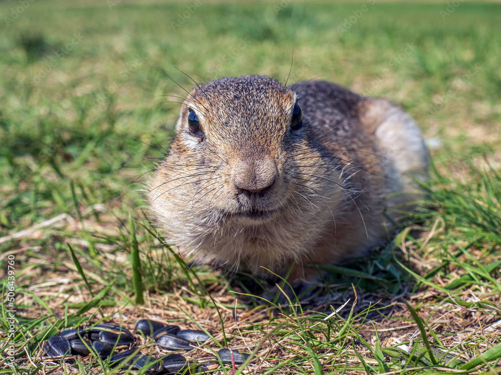 草坪上的Gopher正在吃葵花籽。特写