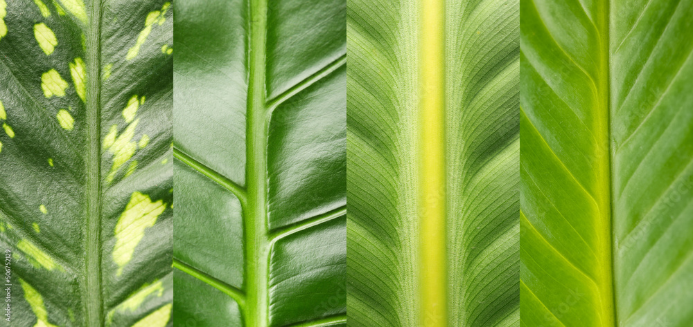 Collage with green tropical leaves, closeup