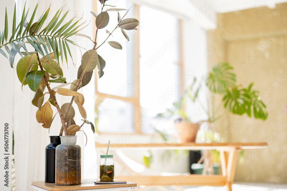 Vase with dried flowers in sunny room with green plants