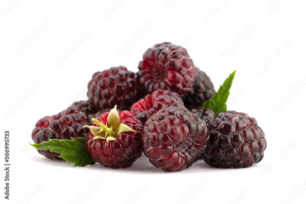 Cumberland hybrid raspberry and blackberry