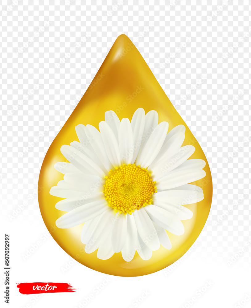 Oil drop with chamomile flower isolated on transparent background. Realistic vector illustration of 