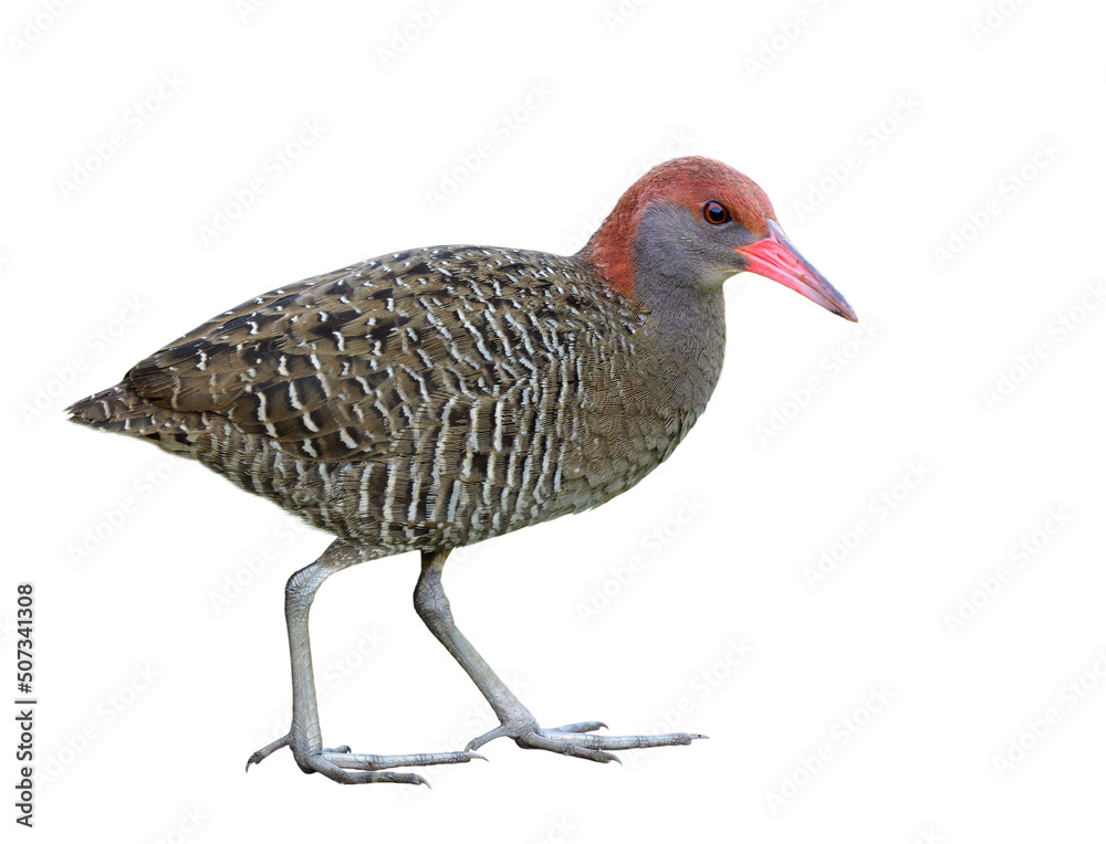 Slaty-breasted rail (Lewinia striata) beautiful bird with stripe grey feathers, pink beaks, red head