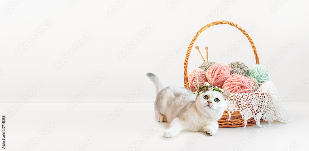 Basket with balls of thread with knitting needles and cute kitten on a white background with copy sp