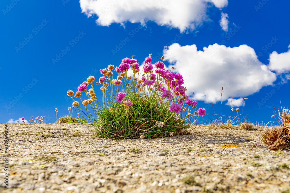 Armeria maritima，节俭、海节俭或海粉色，是该科的一种开花植物