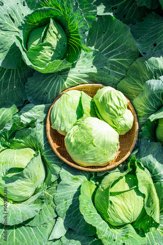 Fresh organic vegetable cabbage picked from vegetable garden