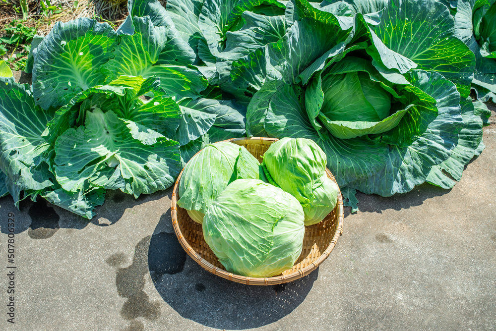 从菜园里采摘的新鲜有机蔬菜卷心菜