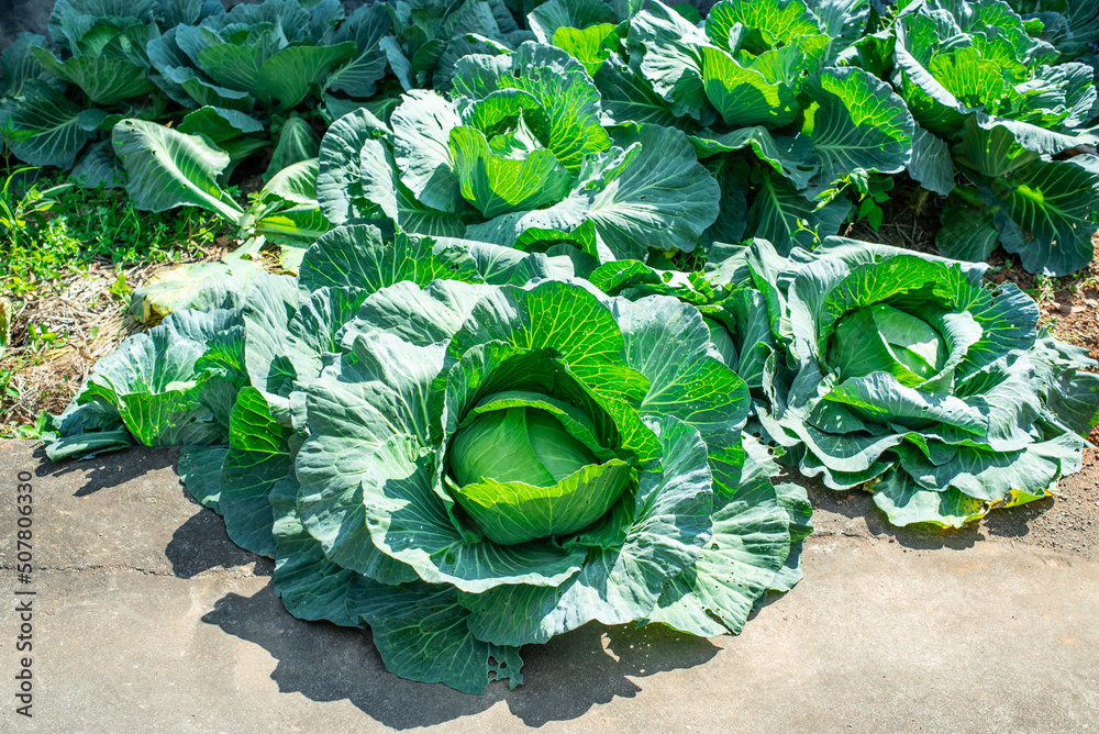 Vegetable cabbage growing in vegetable garden