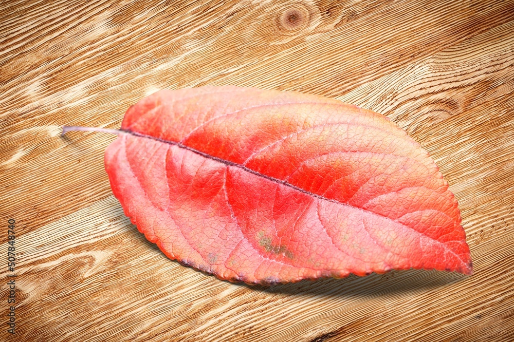 Autumn bright leaf on wooden desk