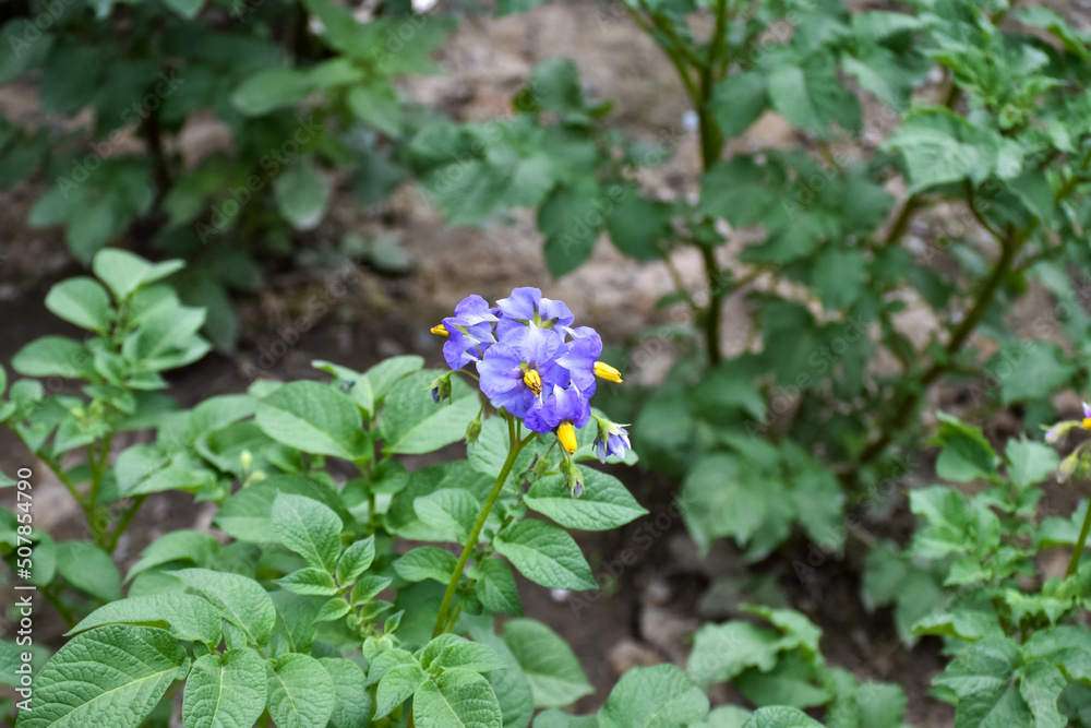 绿色的嫩芽和土豆花躺在床上，花园里