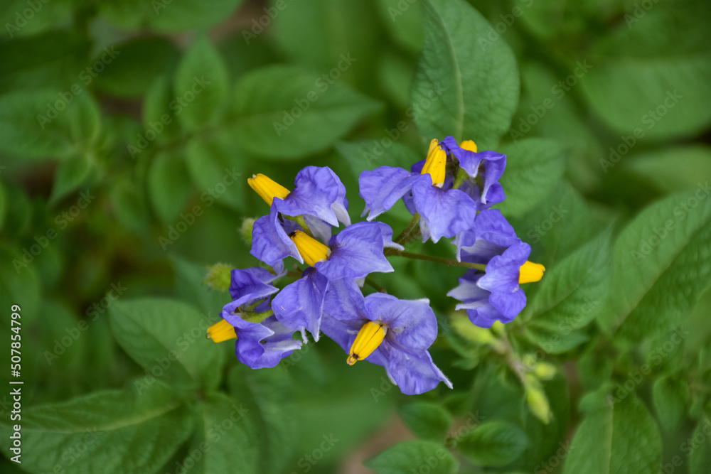 Green young sprouts and flowers of potatoes on a bed, garden plot