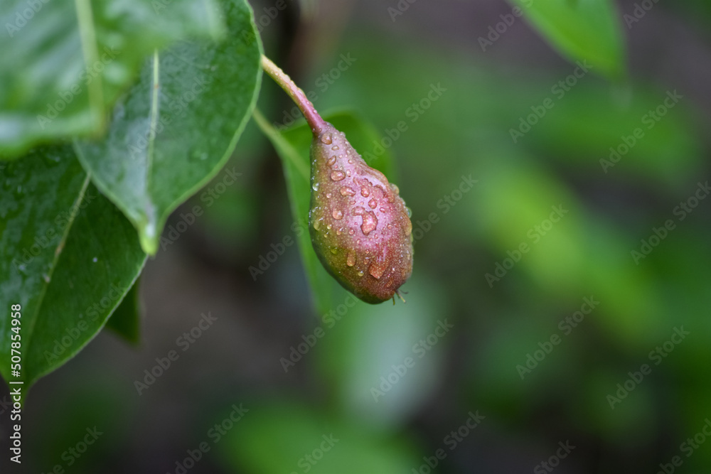 花园里树枝上的绿色幼梨特写