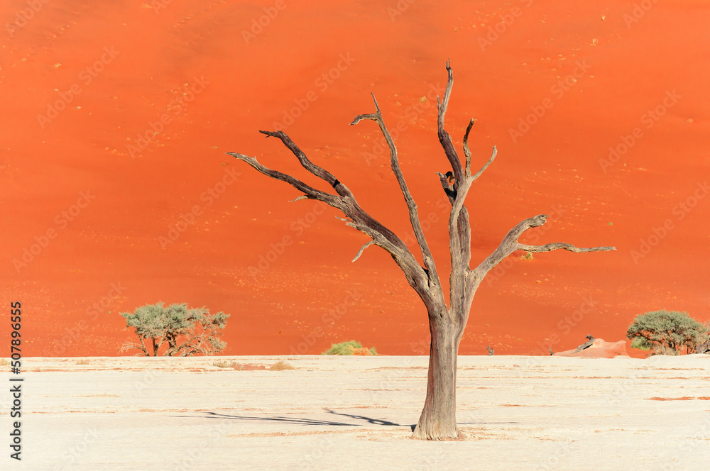 Dead acacia trees and dunes in the Namib desert / Dunes and dead camel thorn trees , Vachellia eriol