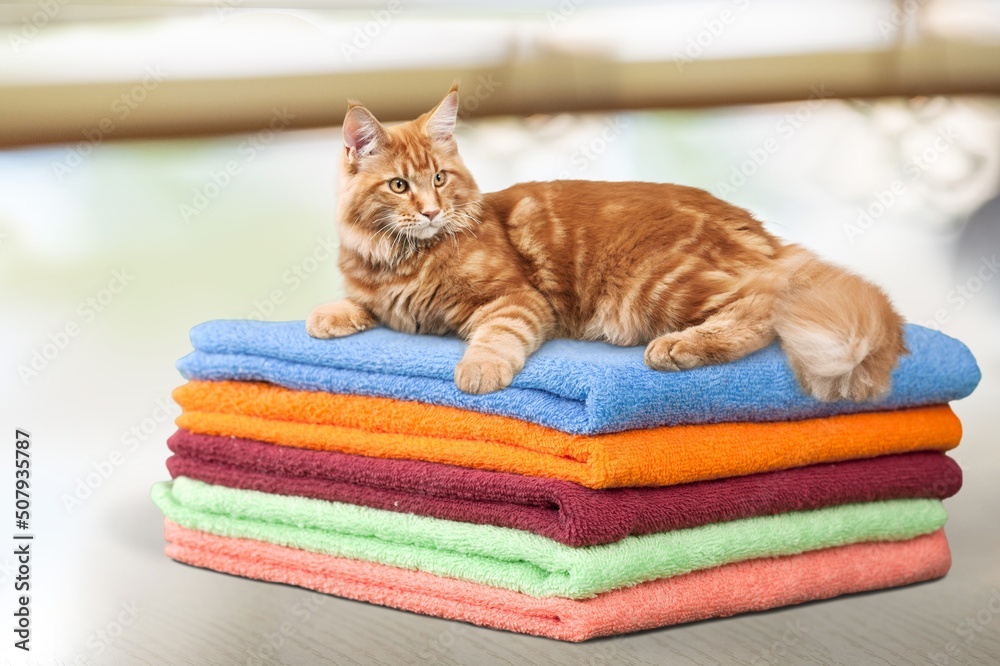 Cute cat laying on top of washing machine in bathroom closeup