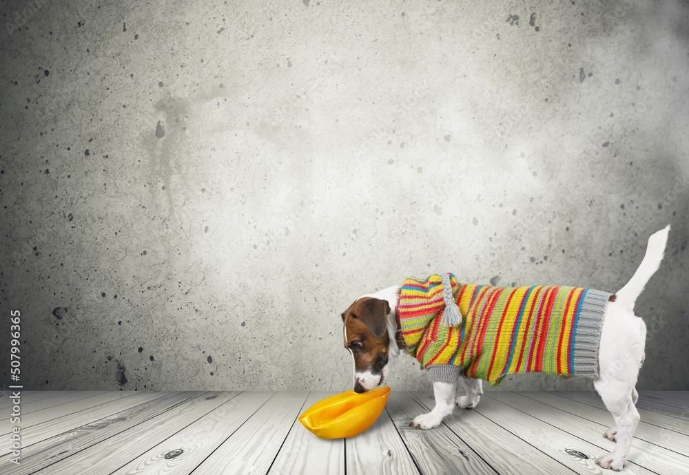 Cute Jack Russel terrier puppy playing with tenis rubber ball.