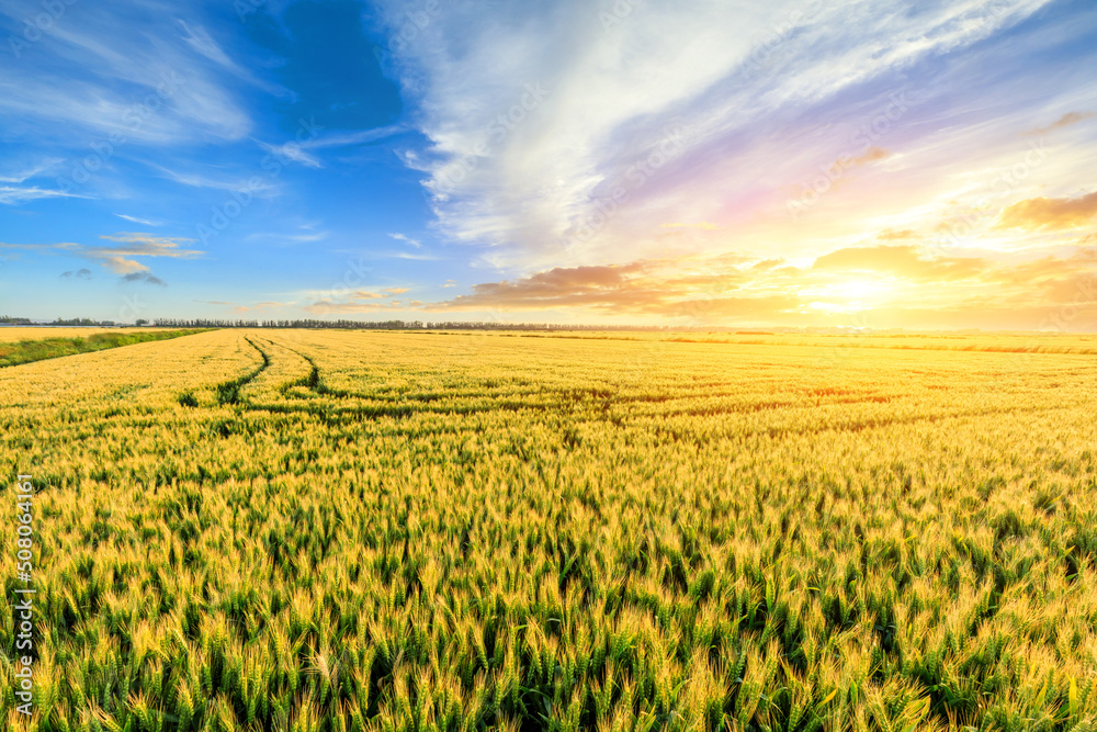 Fresh ears of green wheat on nature in spring field. Agriculture scene. Green Wheat field nature lan