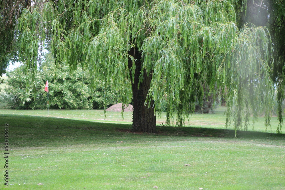 Nature à la campagne, animaux, ciel verdure