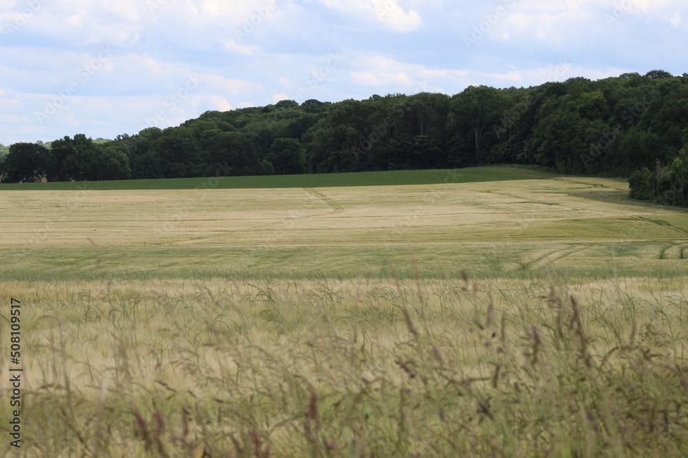 Nature à la campagne, animaux, ciel verdure