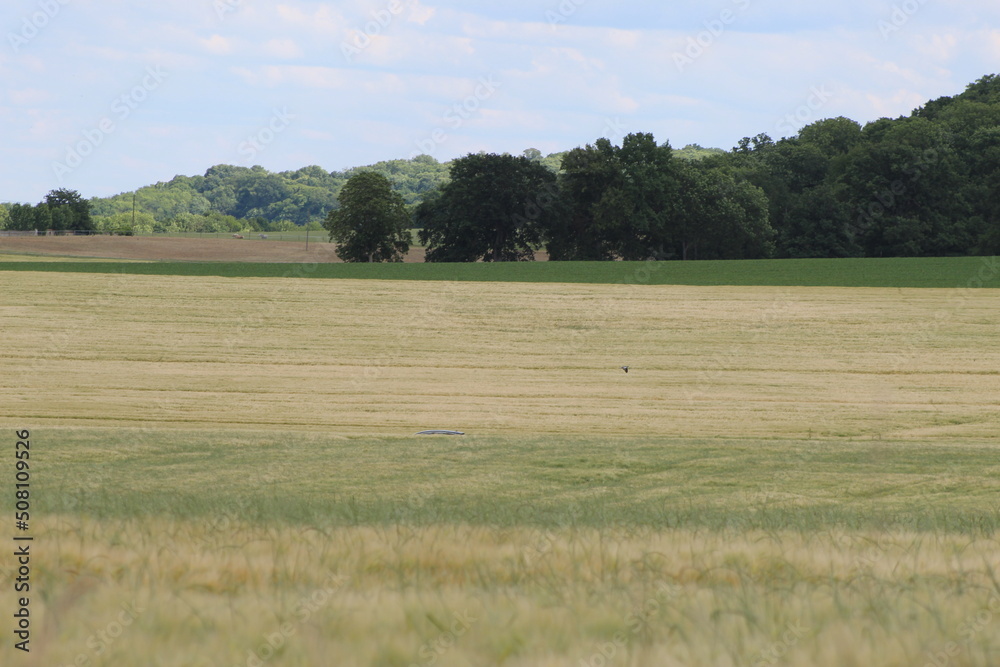 Nature à la campagne, animaux, ciel verdure