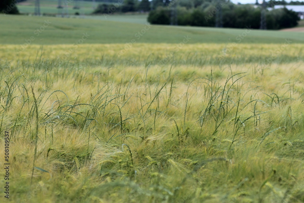 Nature à la campagne, animaux, ciel verdure