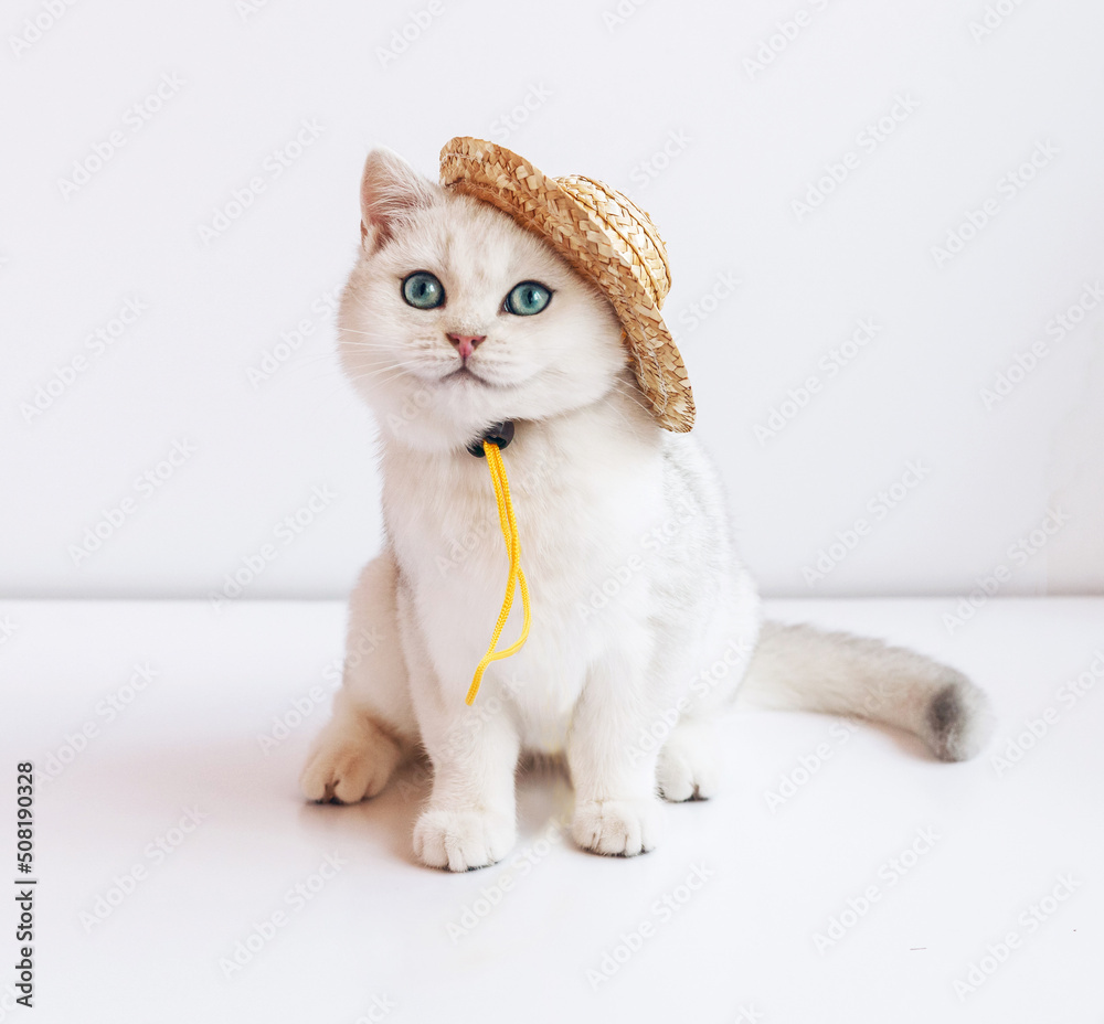 Cute kitten in a straw hat on her head. Pretty kitten on white background. Cat to ready for travel.