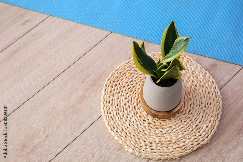 Houseplant on wicker mat in room