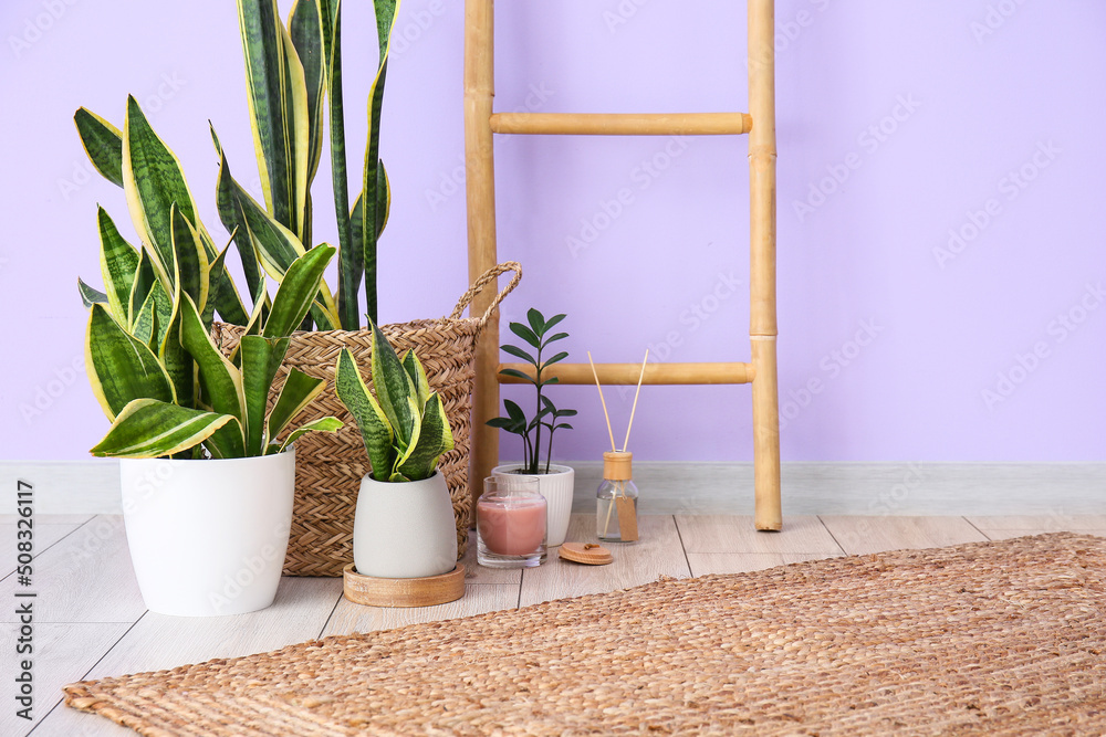 Houseplants with candle, reed diffuser and ladder near lilac wall