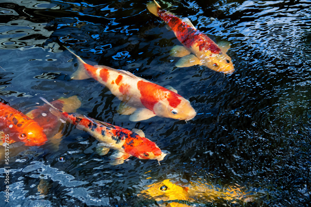 Colourful charming Koi Carp Fishes moving in pond