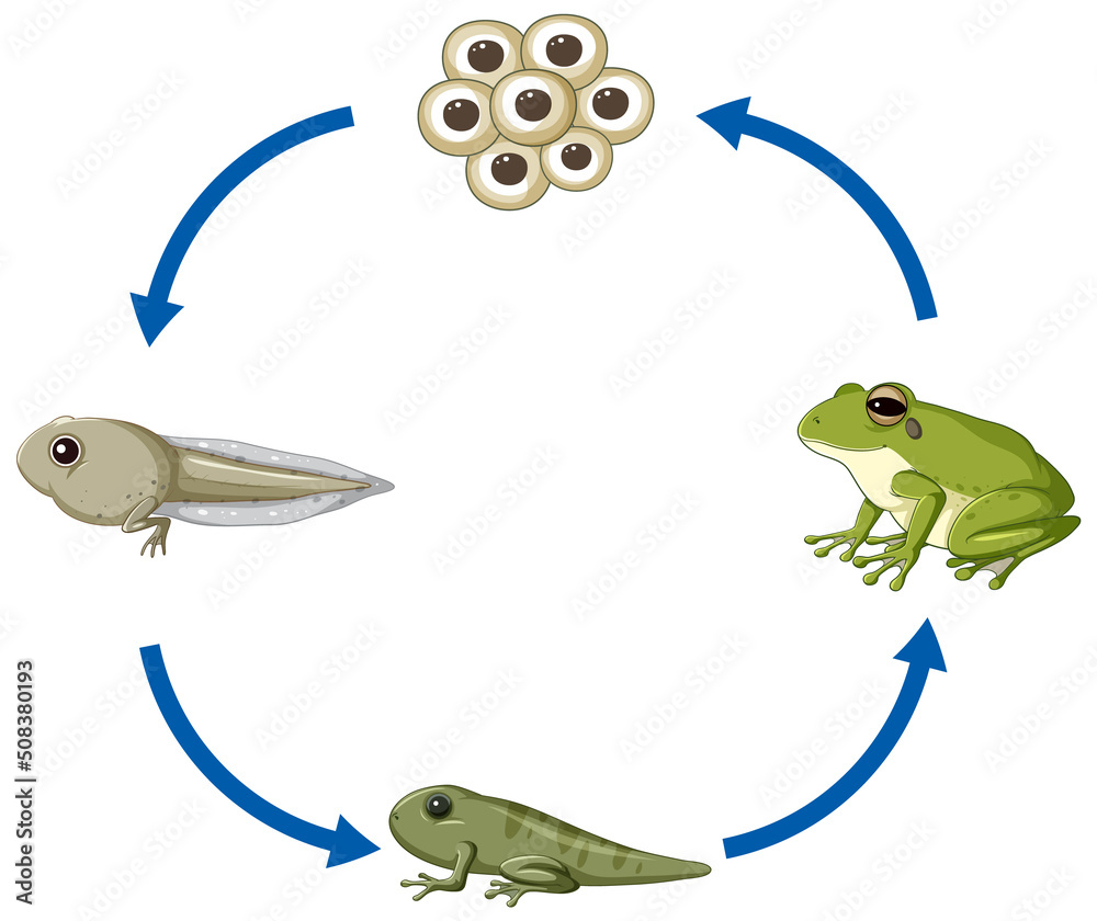 青蛙生命周期图
