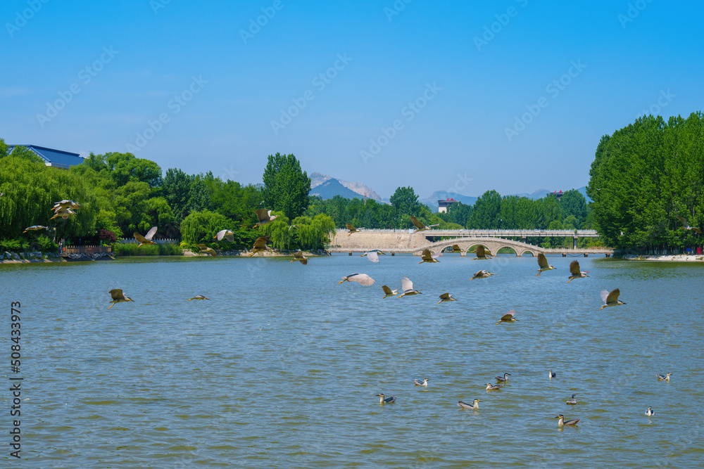 A flock of egrets flying in the lake