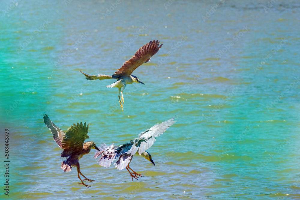 blue heron ardea cinerea