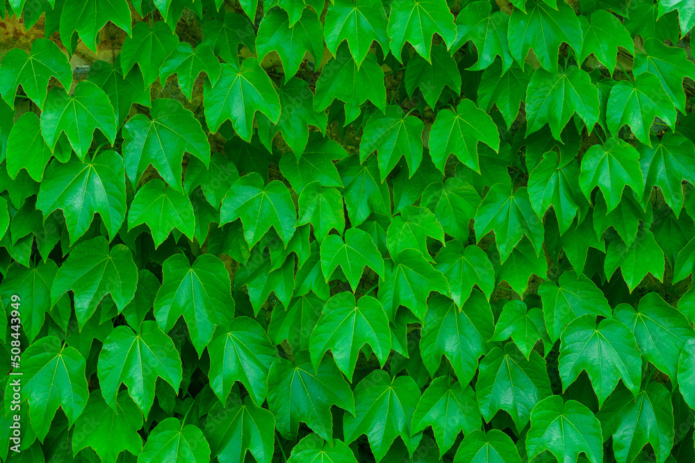 Green leaf wall background