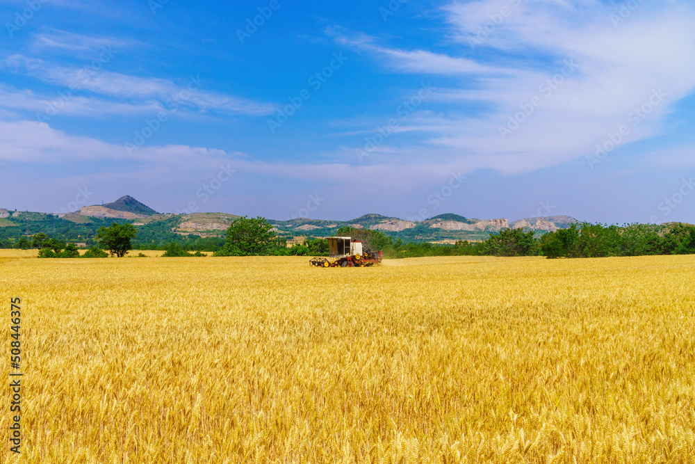 Golden wheat wheat is ripe in summer