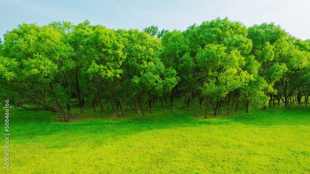 Green woods in the summer