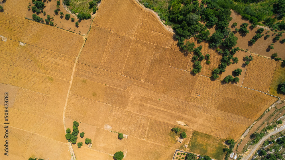 Summer golden wheat fields