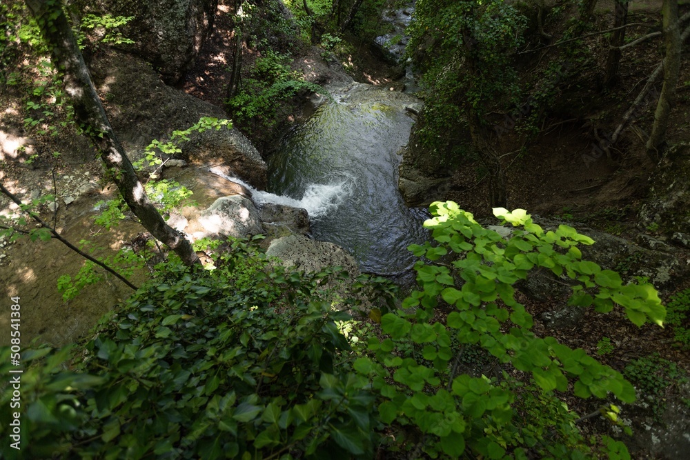 热带或欧洲森林背景