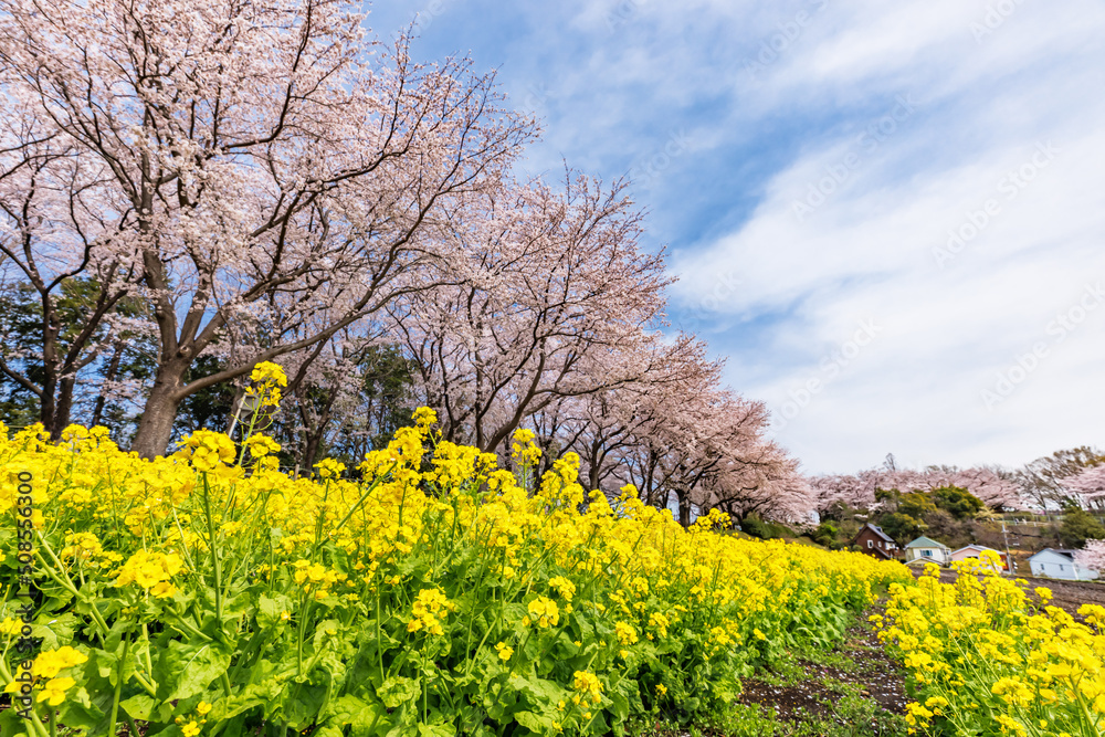 満開の桜と菜の花