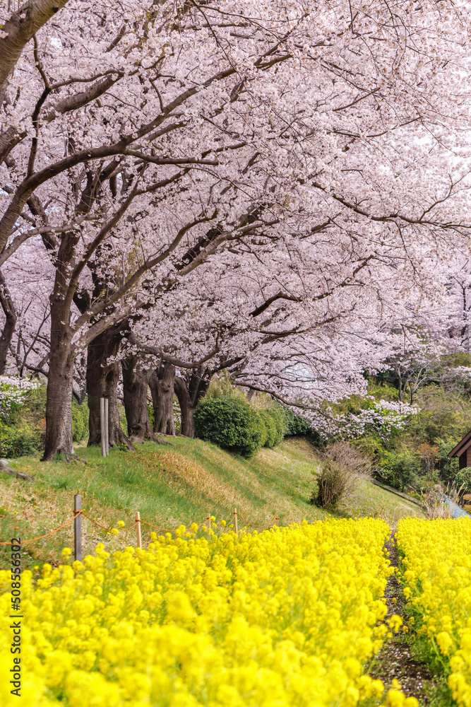 満開の桜と菜の花