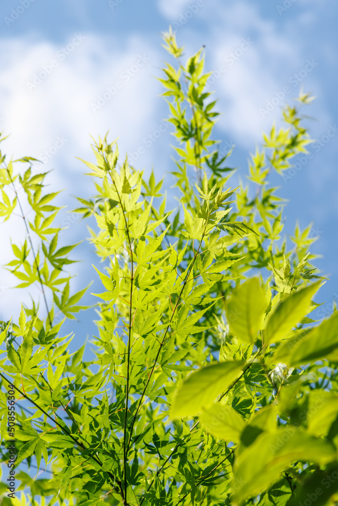 新緑が綺麗な瑞々しい春の植物