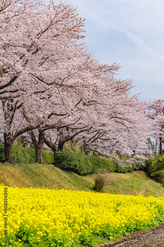 満開の桜と菜の花