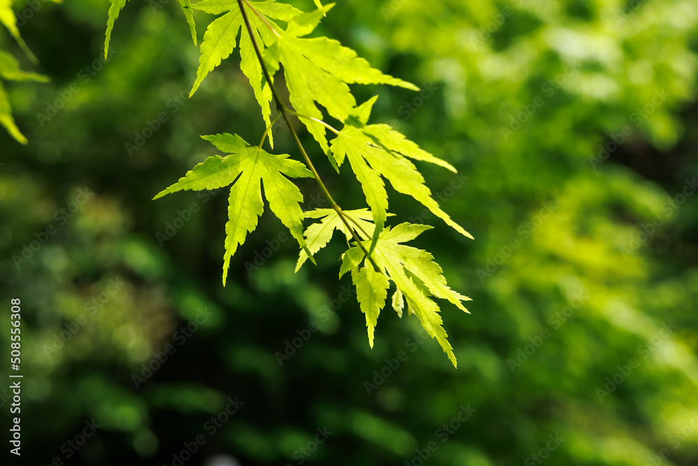 新緑が綺麗な瑞々しい春の植物