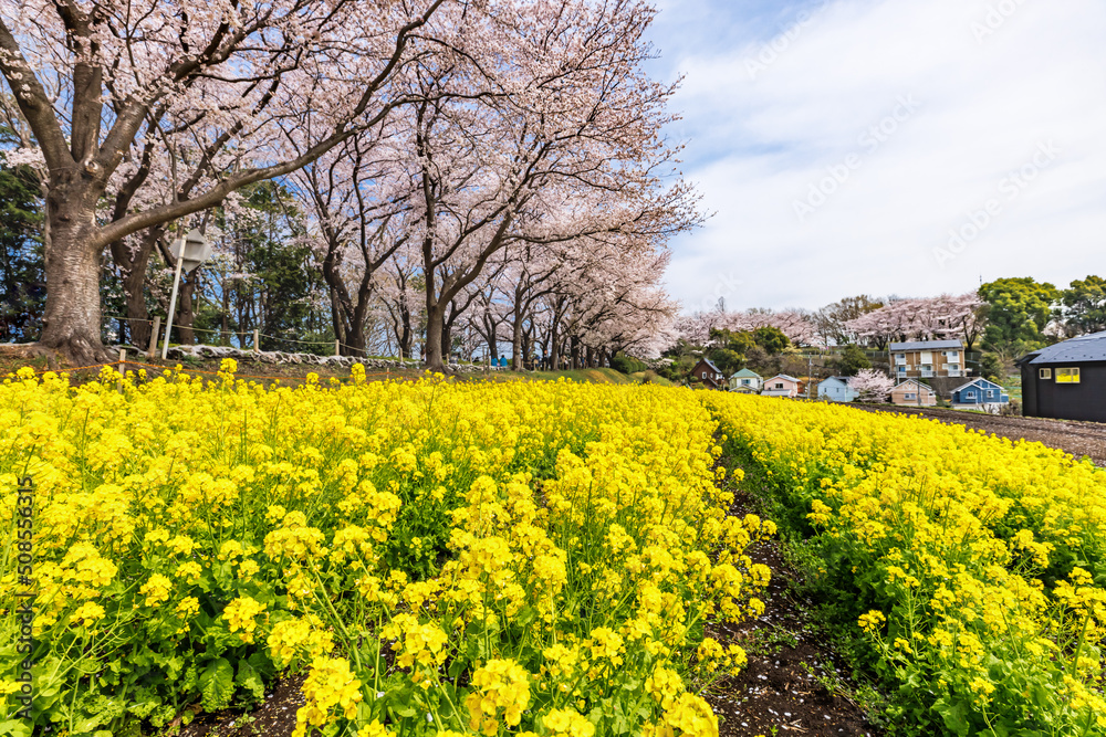 満開の桜と菜の花