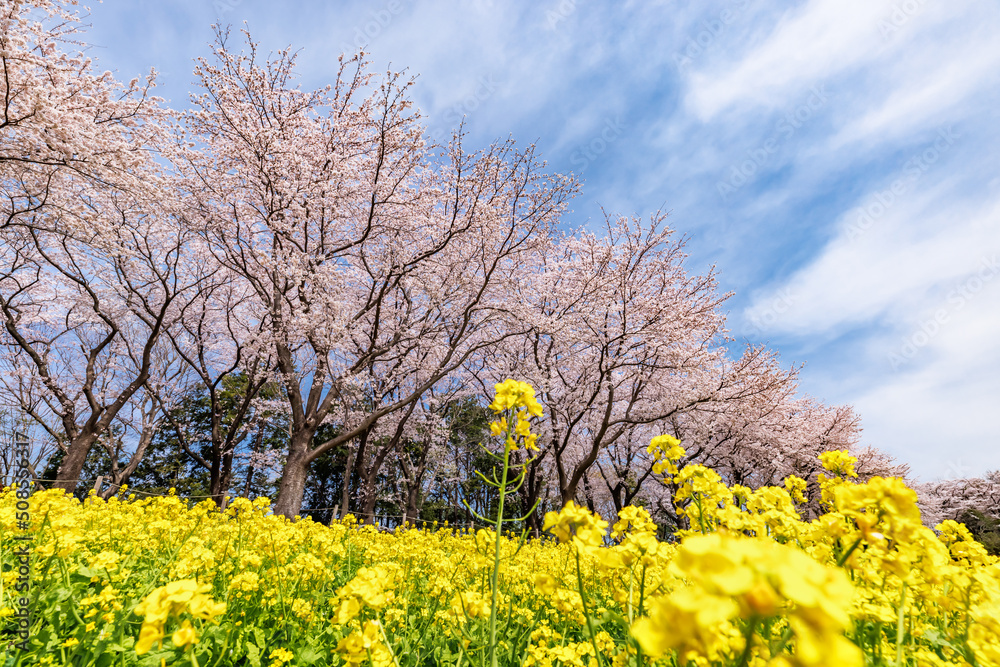 満開の桜と菜の花