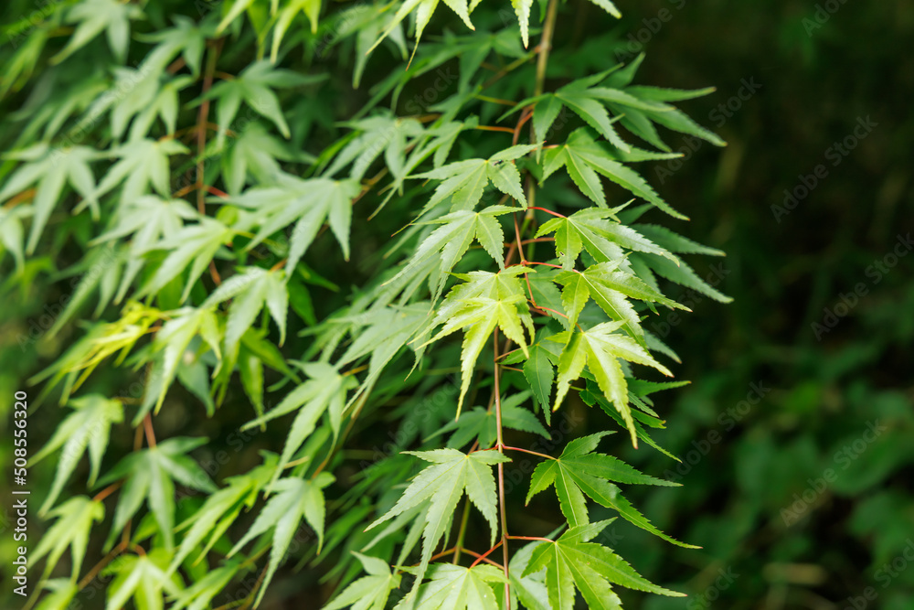 新緑が綺麗な瑞々しい春の植物