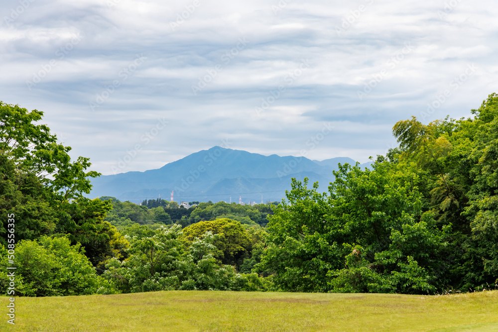 新緑の木と遠くに見える山