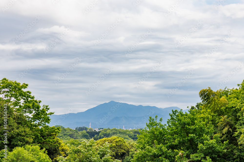 新緑の木と遠くに見える山