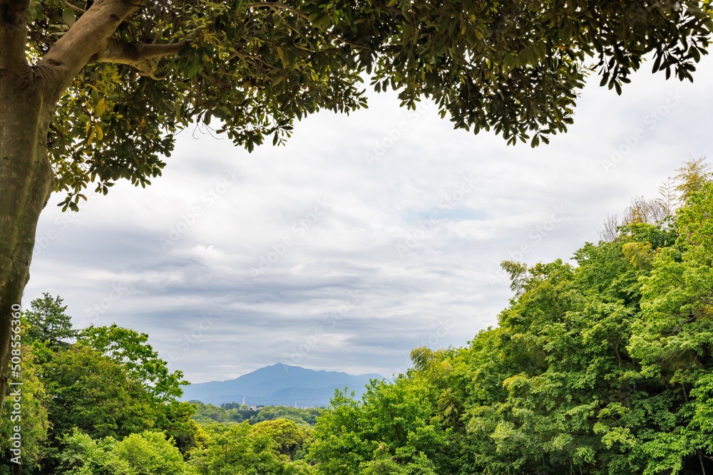 新緑の木と遠くに見える山