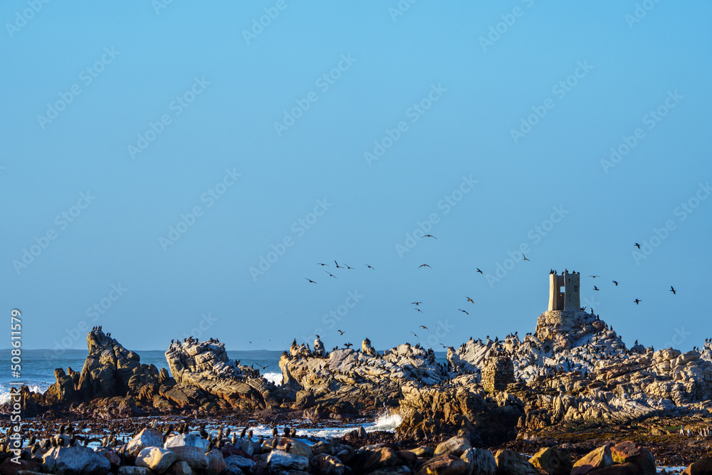 Sunrise at African penguin, Cape penguin or South African penuguin (Spheniscus demersus) colony at S